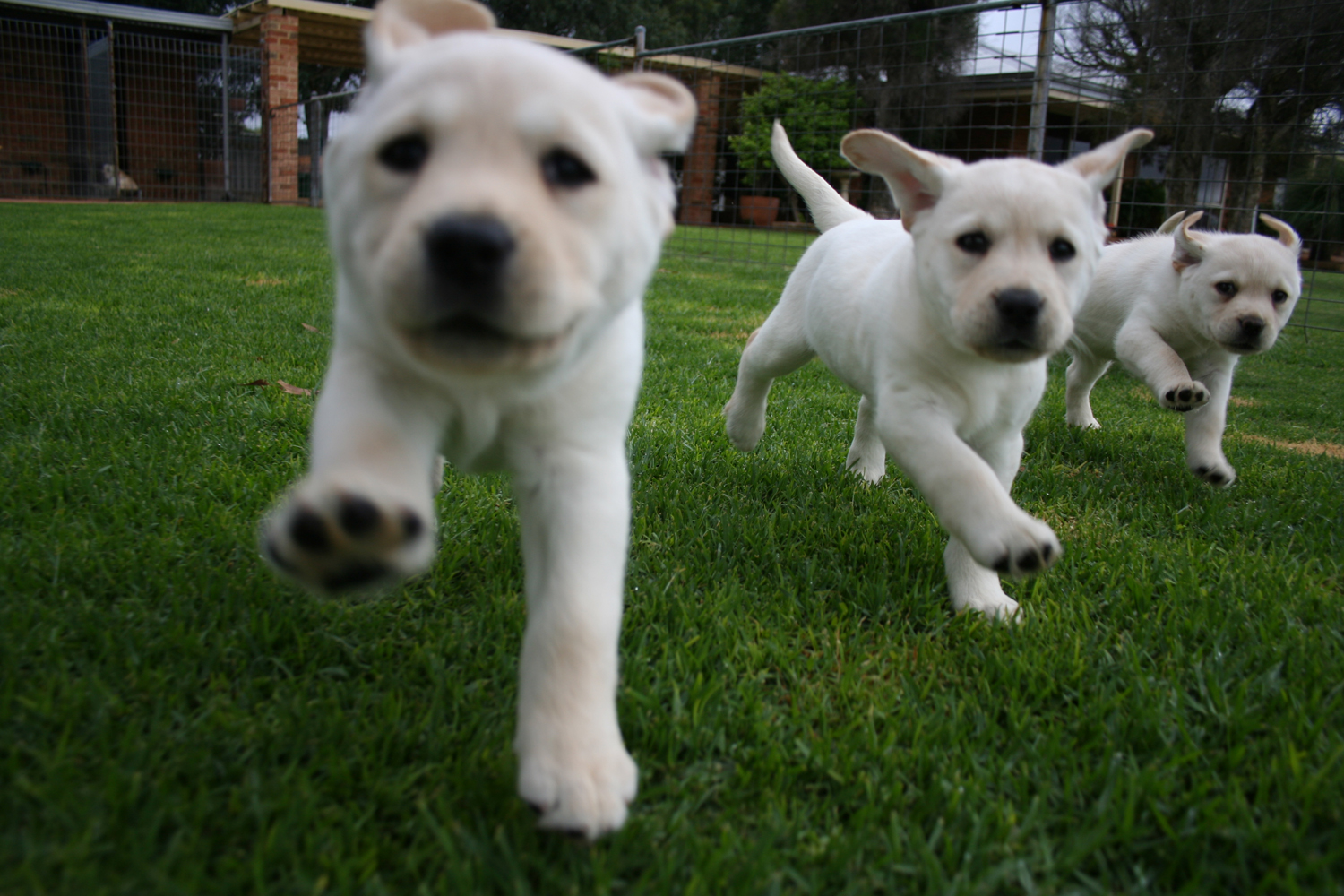Three Puppies Running towards the camera