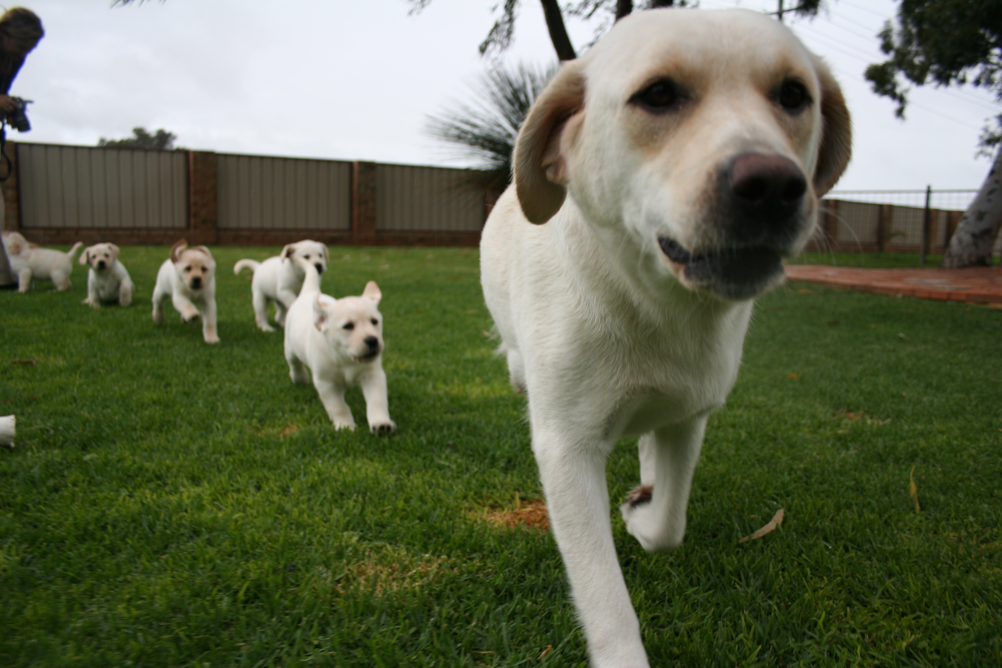 A Mum and her Pups