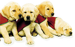 Guidedog Puppies