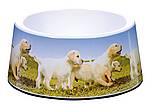 Guide Dog Pet Bowl