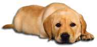 Image of a Guide Dog lying down